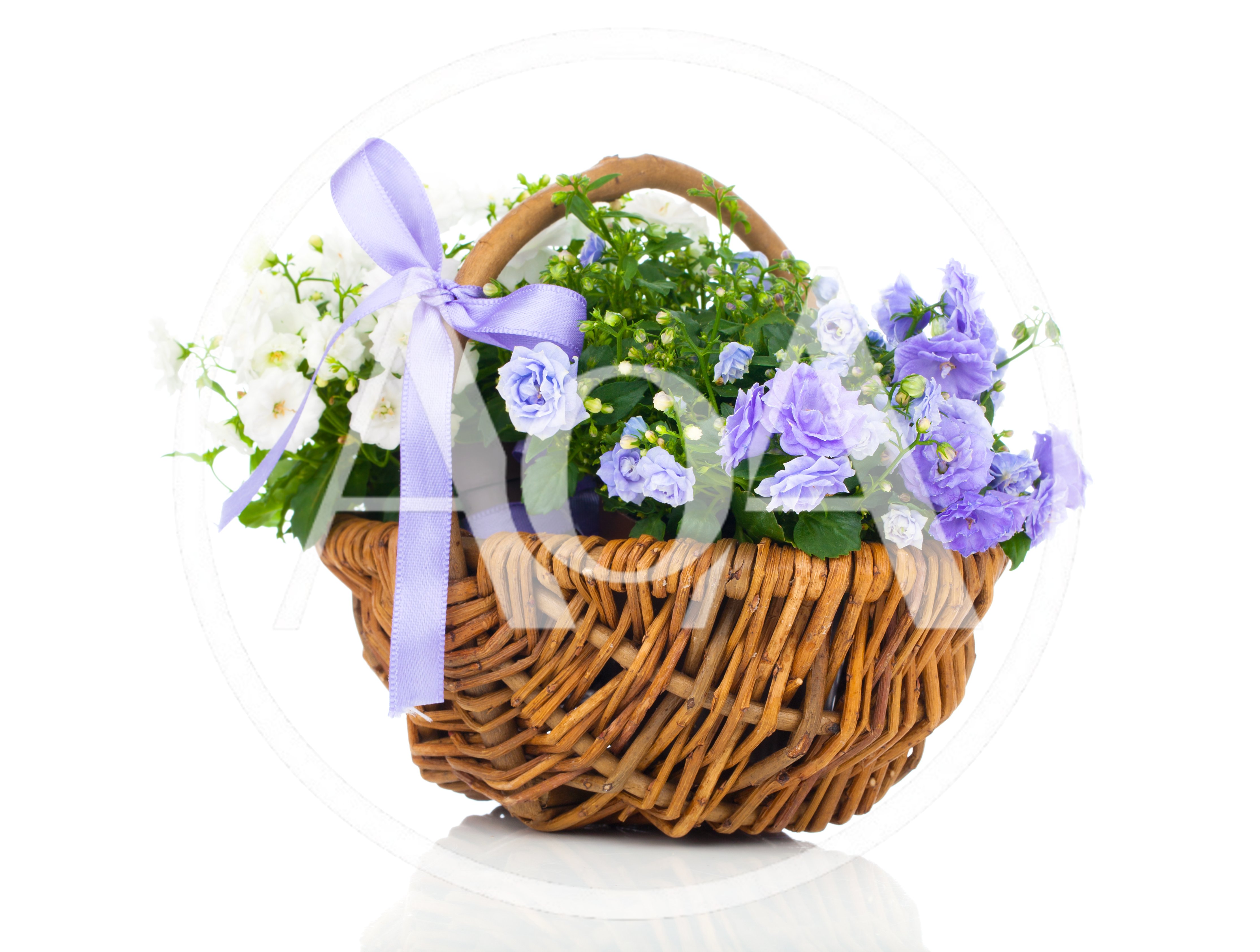 Wicker Basket With White And Purple Bellflowers