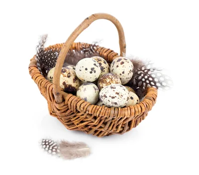 Quail Eggs in a Woven Basket with Feathers