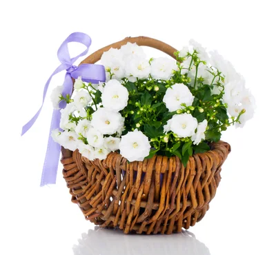 White Campanula Flowers in a Wicker Basket
