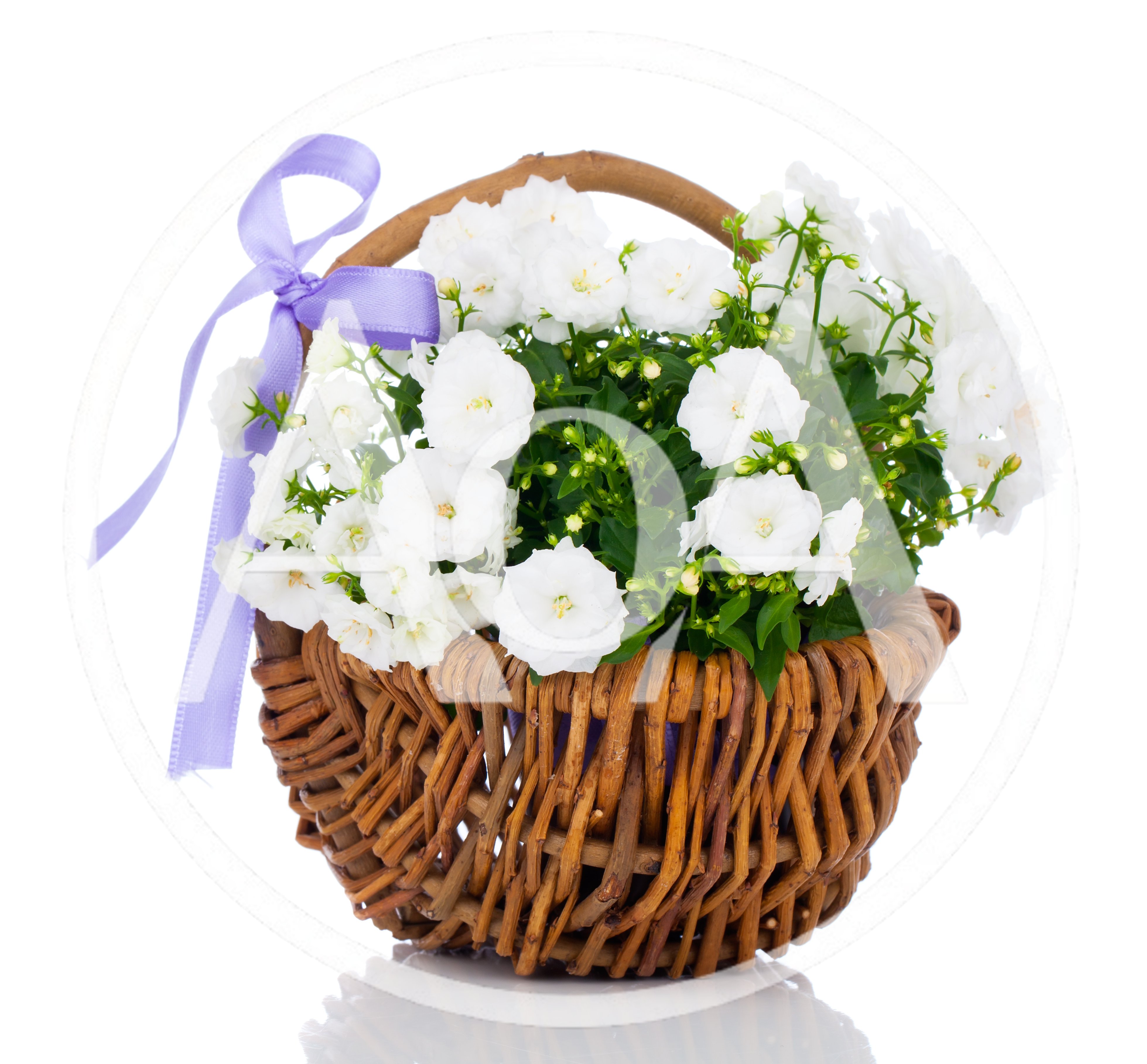 White Campanula Flowers in a Wicker Basket