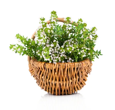 Fresh Thyme Herb With Flowers In A Wicker Basket