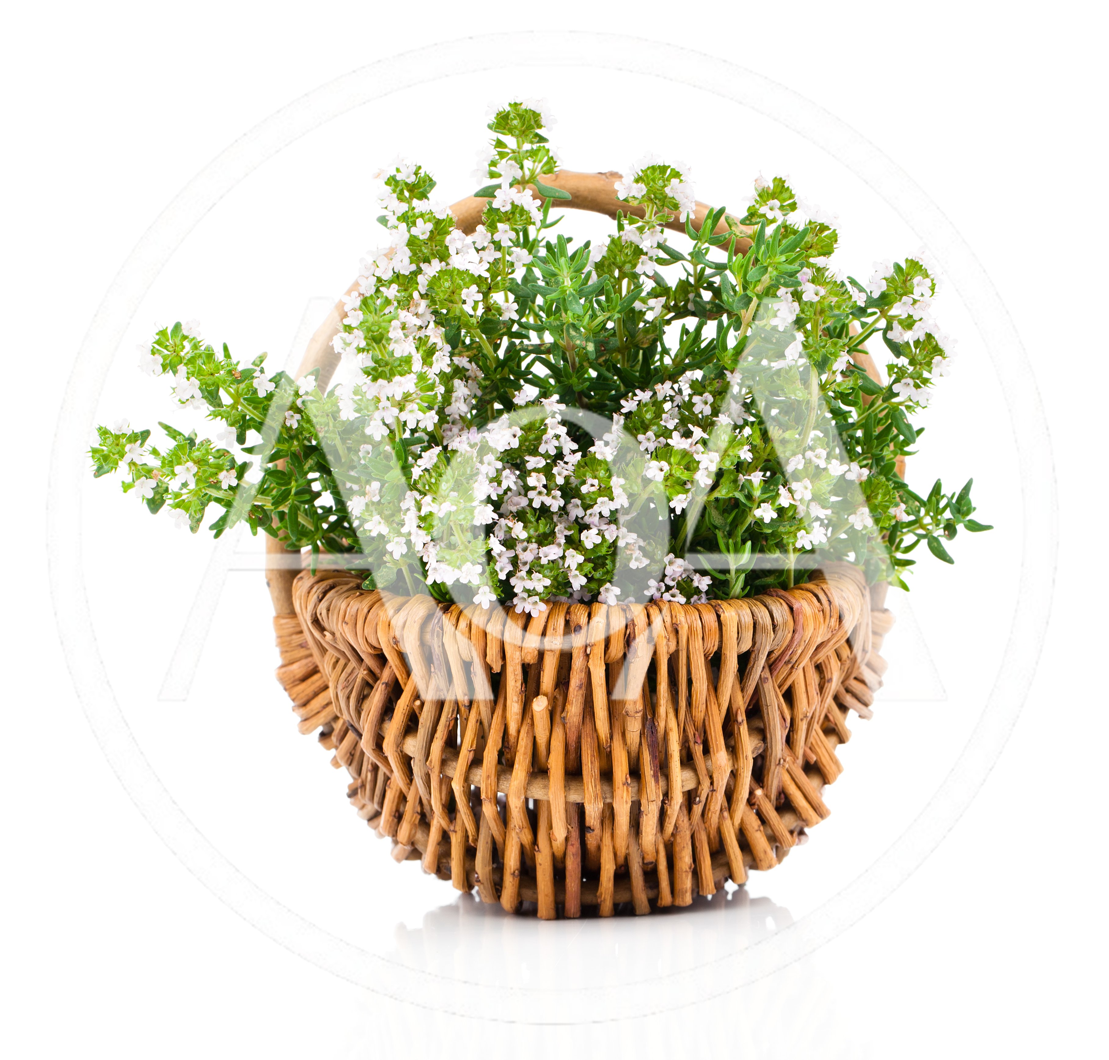 Fresh Thyme Herb With Flowers In A Wicker Basket