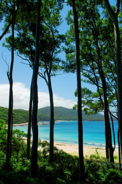 Coastal View Through Tall Trees To Sandy Beach