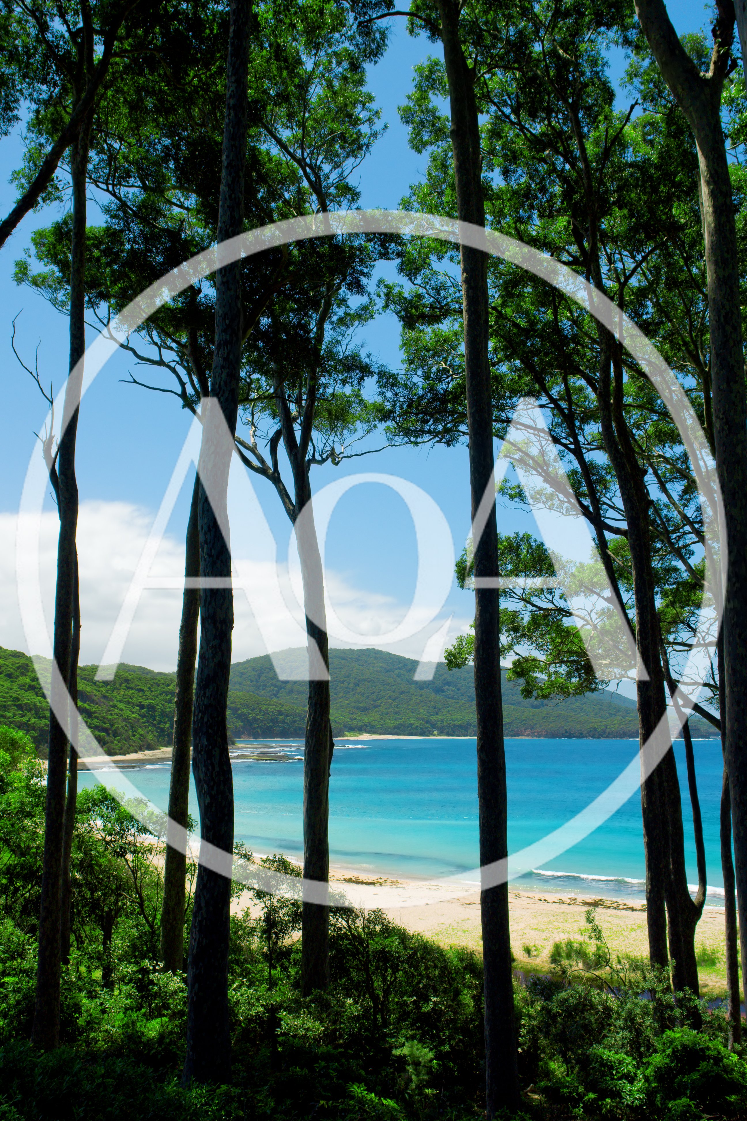 Coastal View Through Tall Trees To Sandy Beach