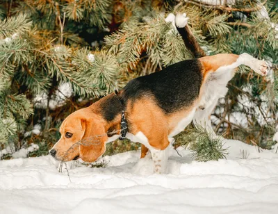 Beagle Dog Urinating In Snowy Forest