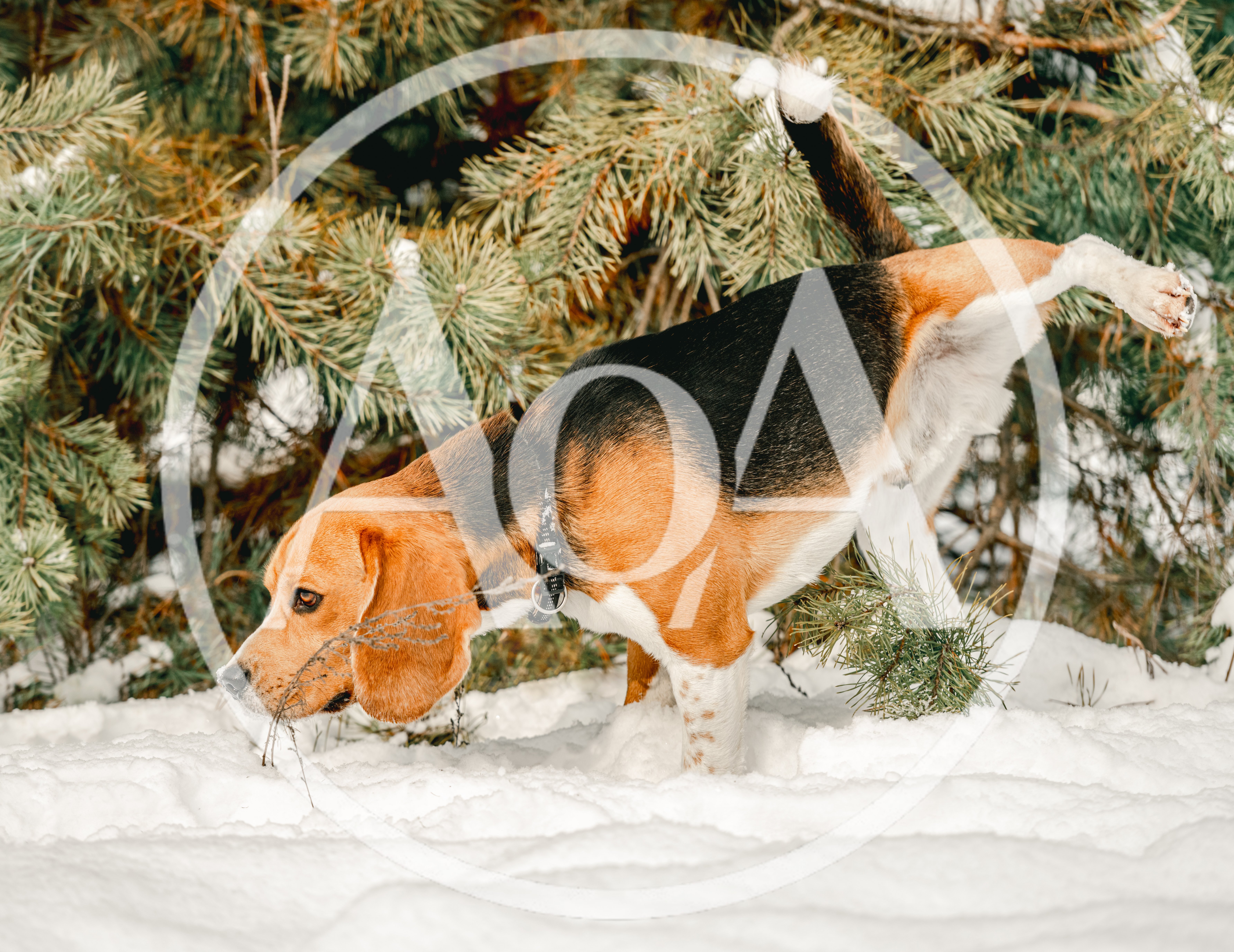 Beagle Dog Urinating In Snowy Forest