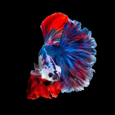 Vibrant Multi-Colored Betta Fish Swimming