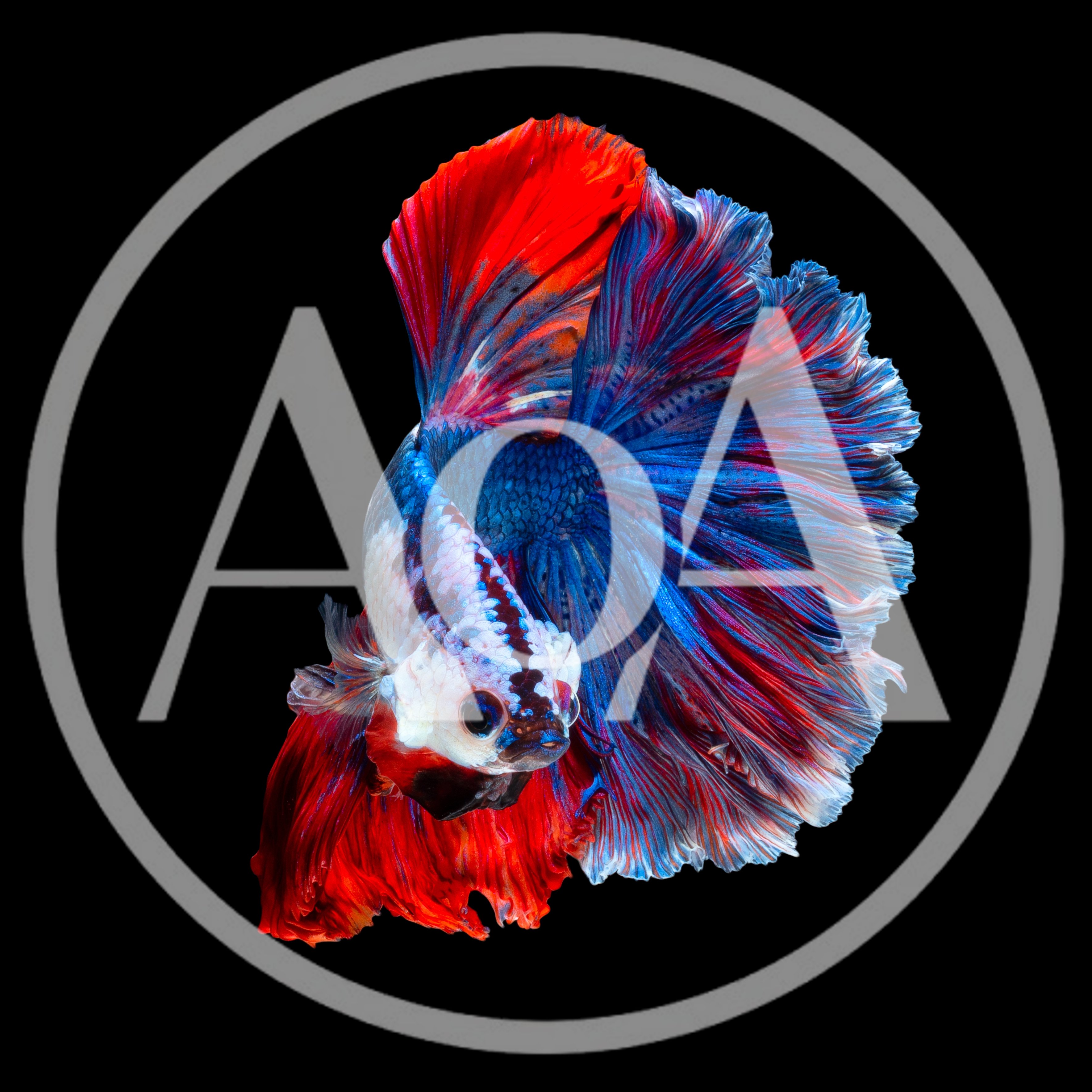 Vibrant Multi-Colored Betta Fish Swimming
