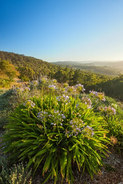 Agapanthus Flowers Blooming On A Sunny Hillside