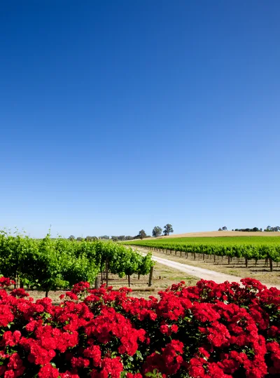 Vibrant Red Roses Blooming In A Sunny Vineyard