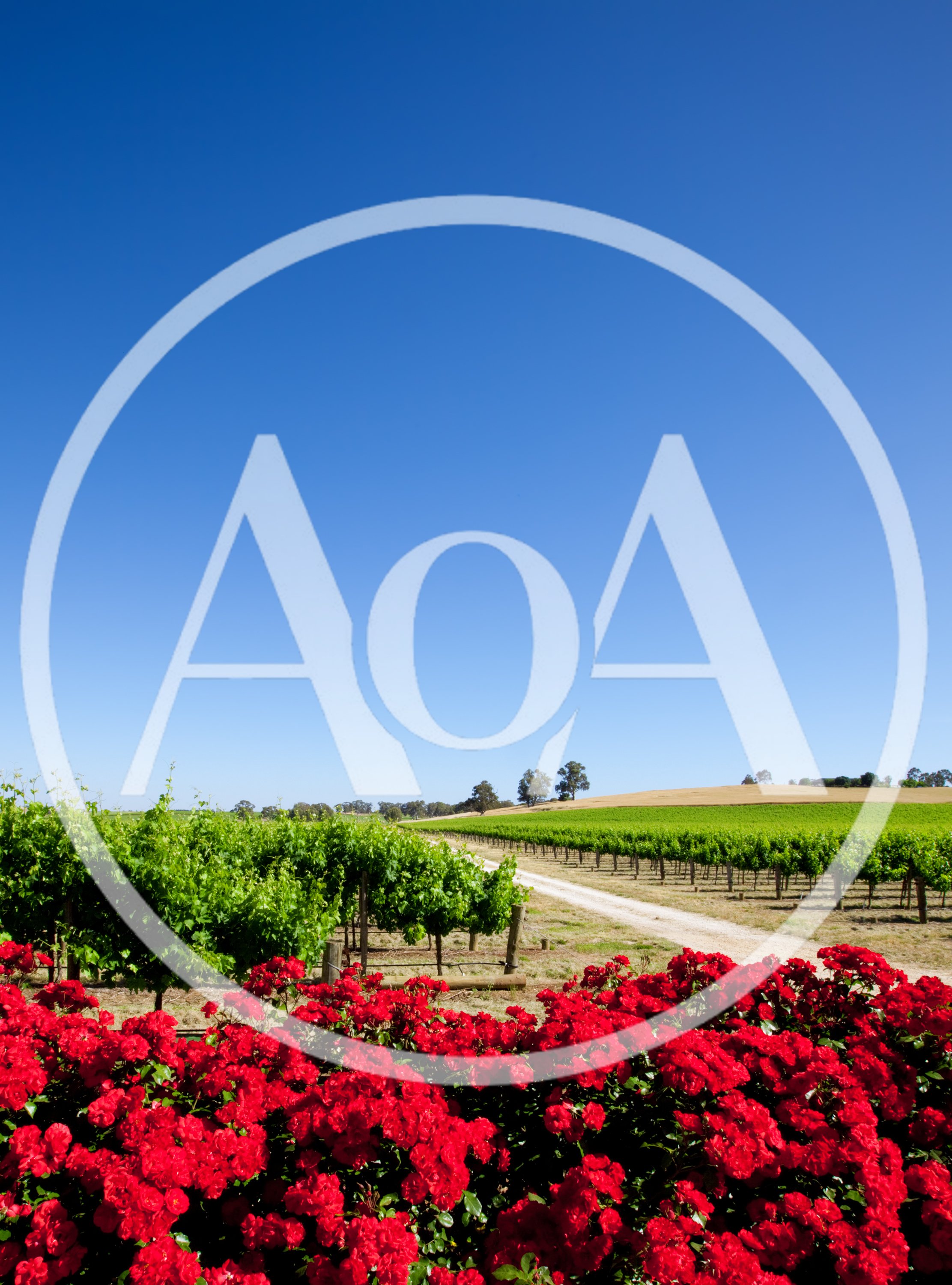 Vibrant Red Roses Blooming In A Sunny Vineyard