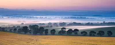 Canola Field Landscape With Morning Mist
