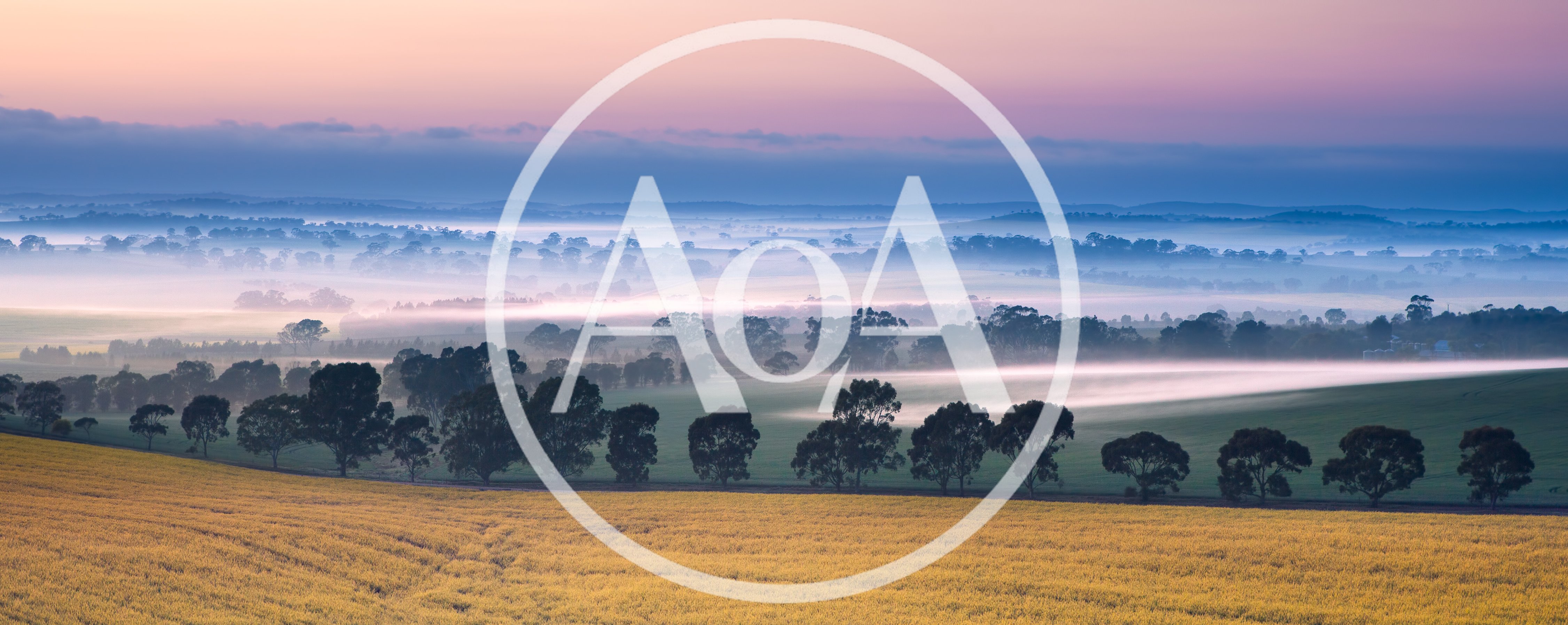 Canola Field Landscape With Morning Mist