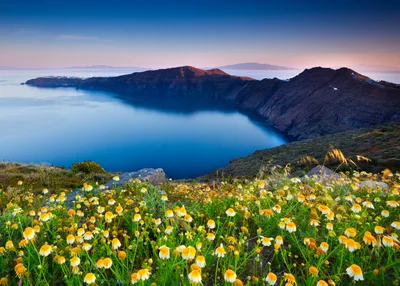 Wildflowers Overlooking The Santorini Caldera At Sunset