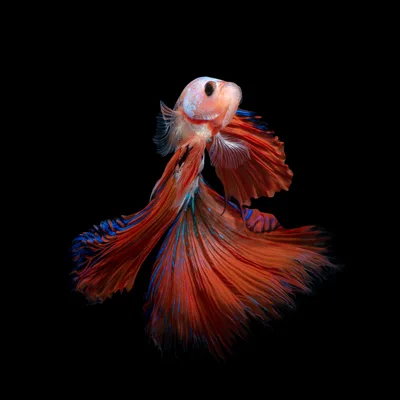 Vibrant Red And Blue Betta Fish Swimming