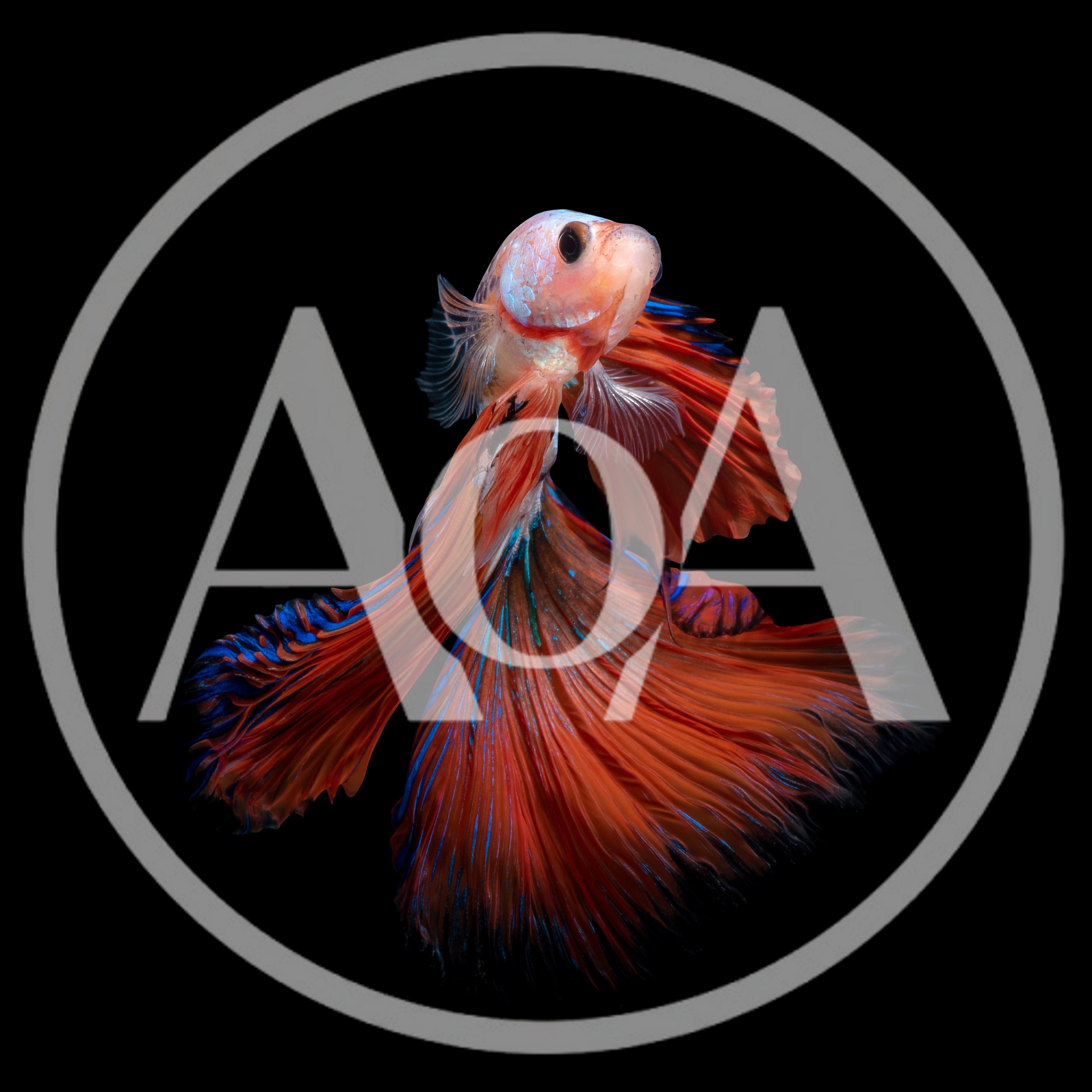 Vibrant Red And Blue Betta Fish Swimming