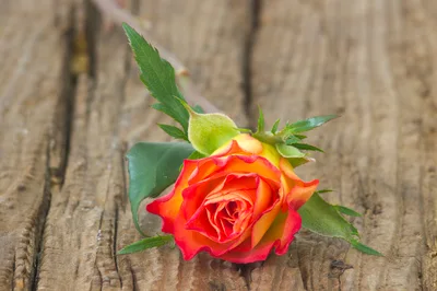 Single Orange And Yellow Rose On Rustic Wood