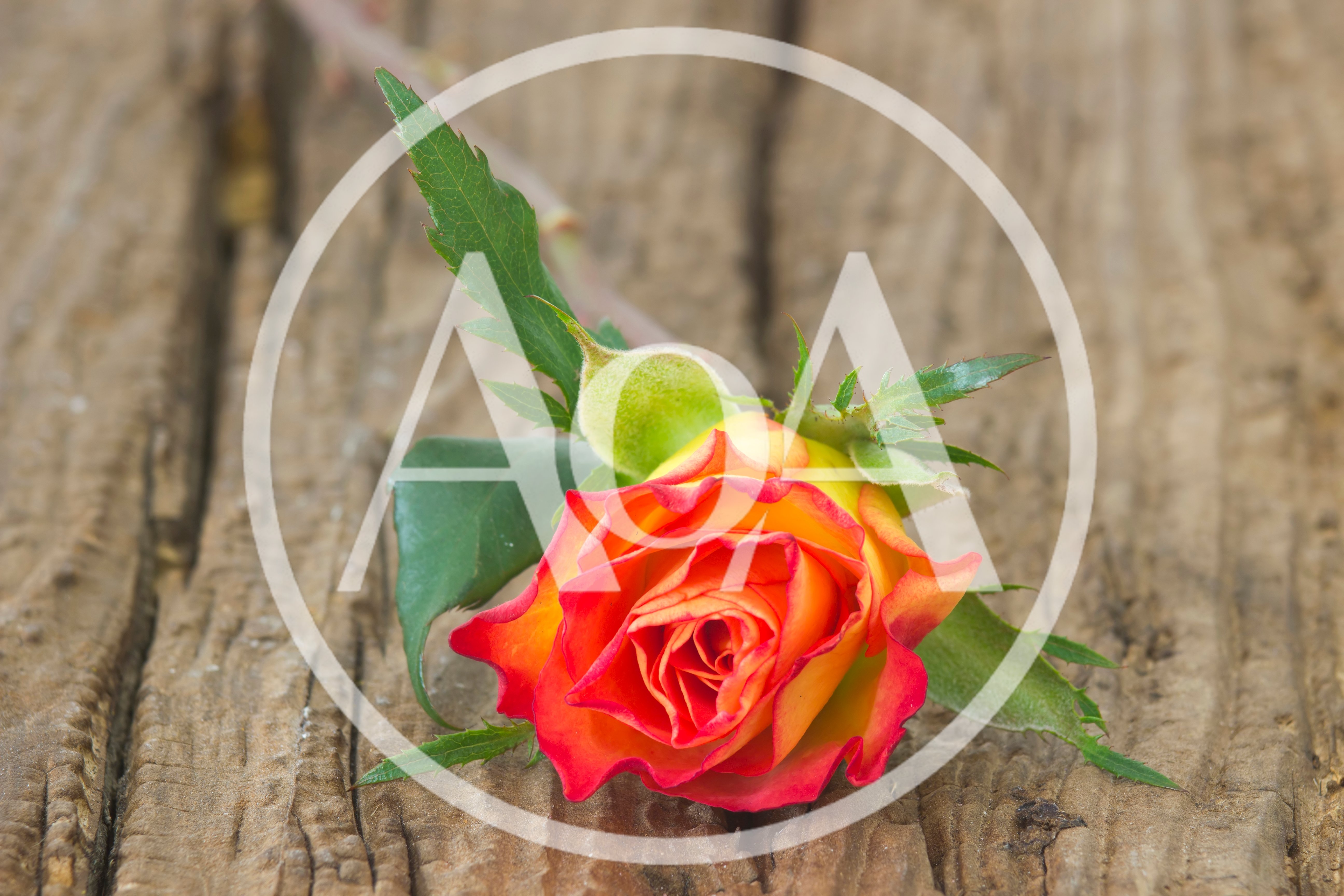 Single Orange And Yellow Rose On Rustic Wood