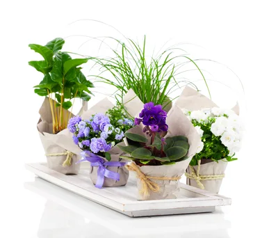 Potted Flowering Plants Arranged On A Wooden Tray