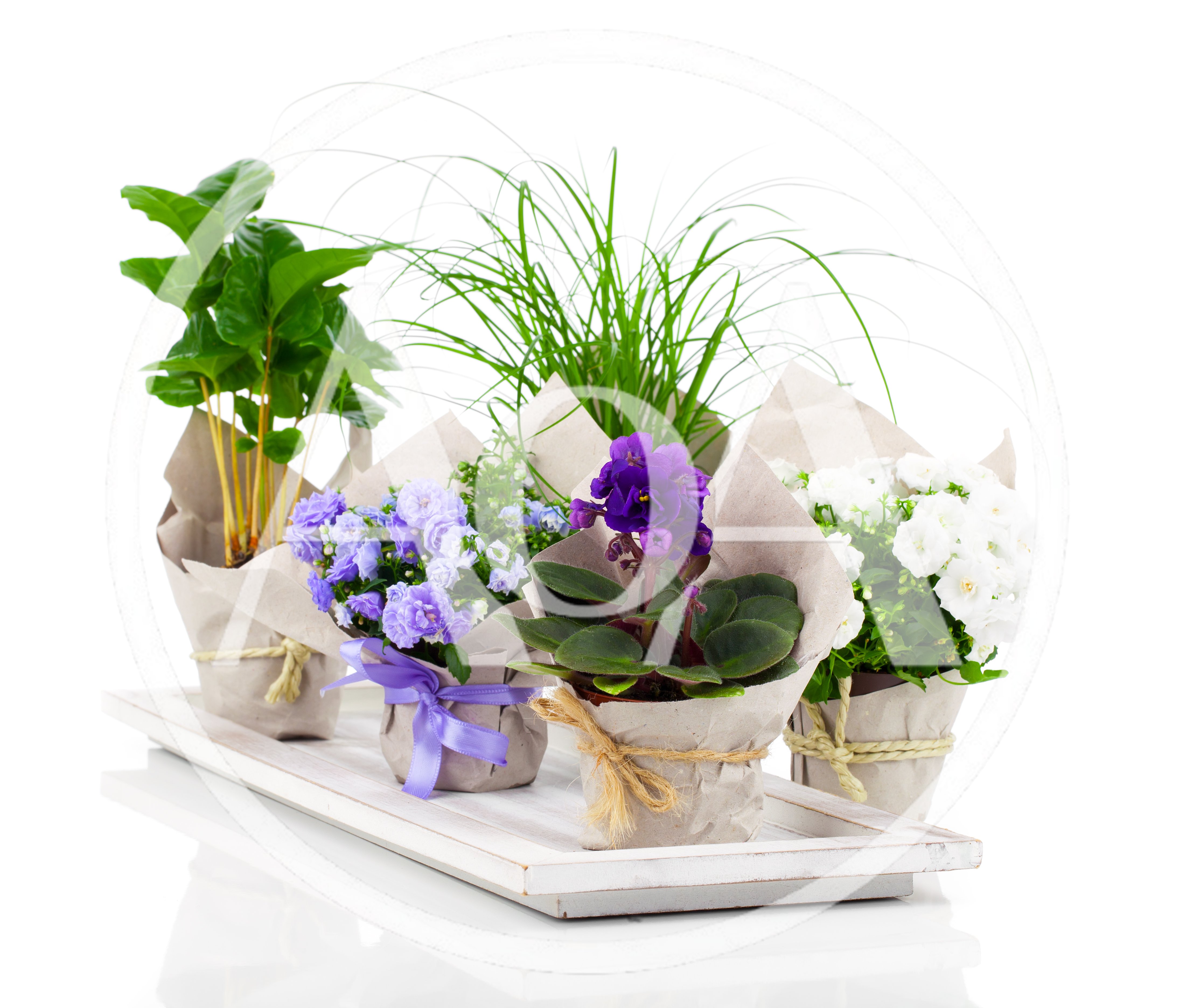 Potted Flowering Plants Arranged On A Wooden Tray