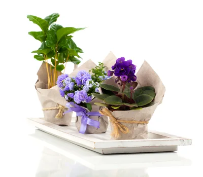 Three Potted Plants on a White Wooden Tray