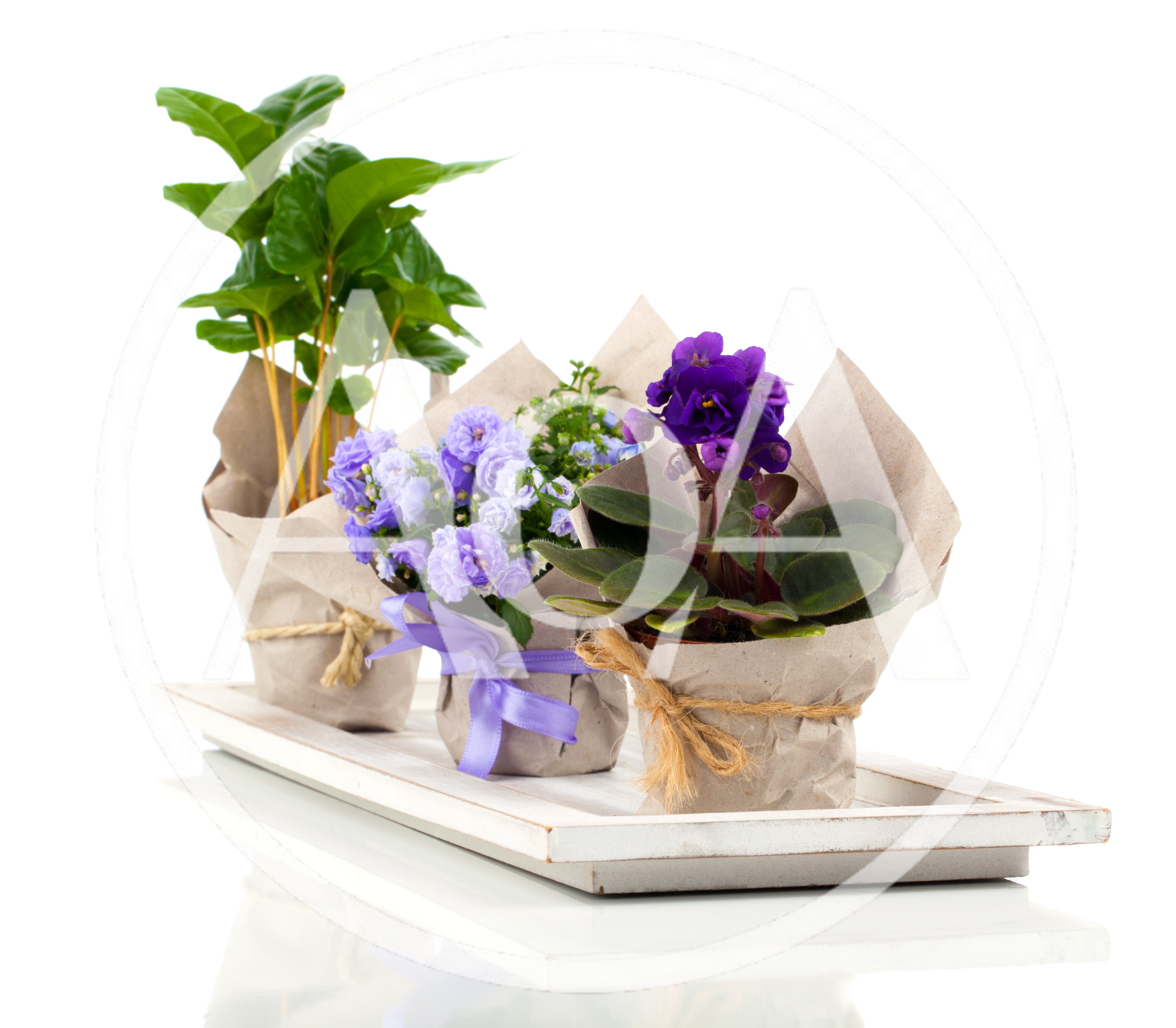 Three Potted Plants on a White Wooden Tray