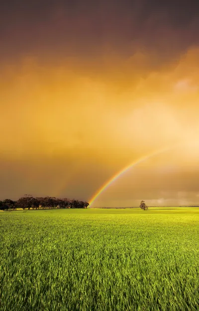 Rainbow Over A Vibrant Green Agricultural Field