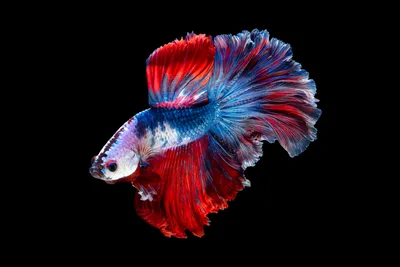 Vibrant Halfmoon Betta Fish Swimming