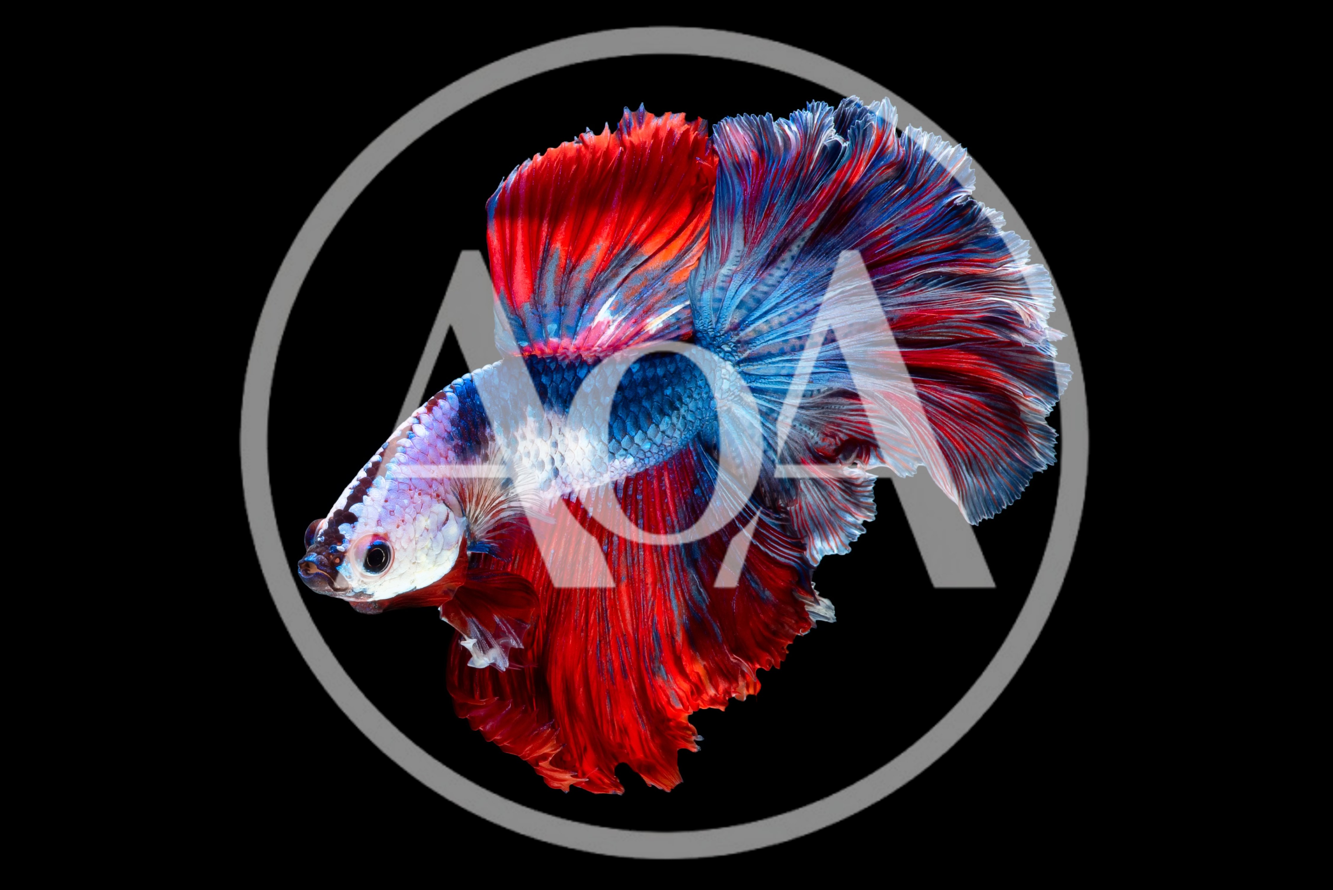 Vibrant Halfmoon Betta Fish Swimming