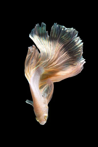 Golden Betta Fish Swimming Against Black Background