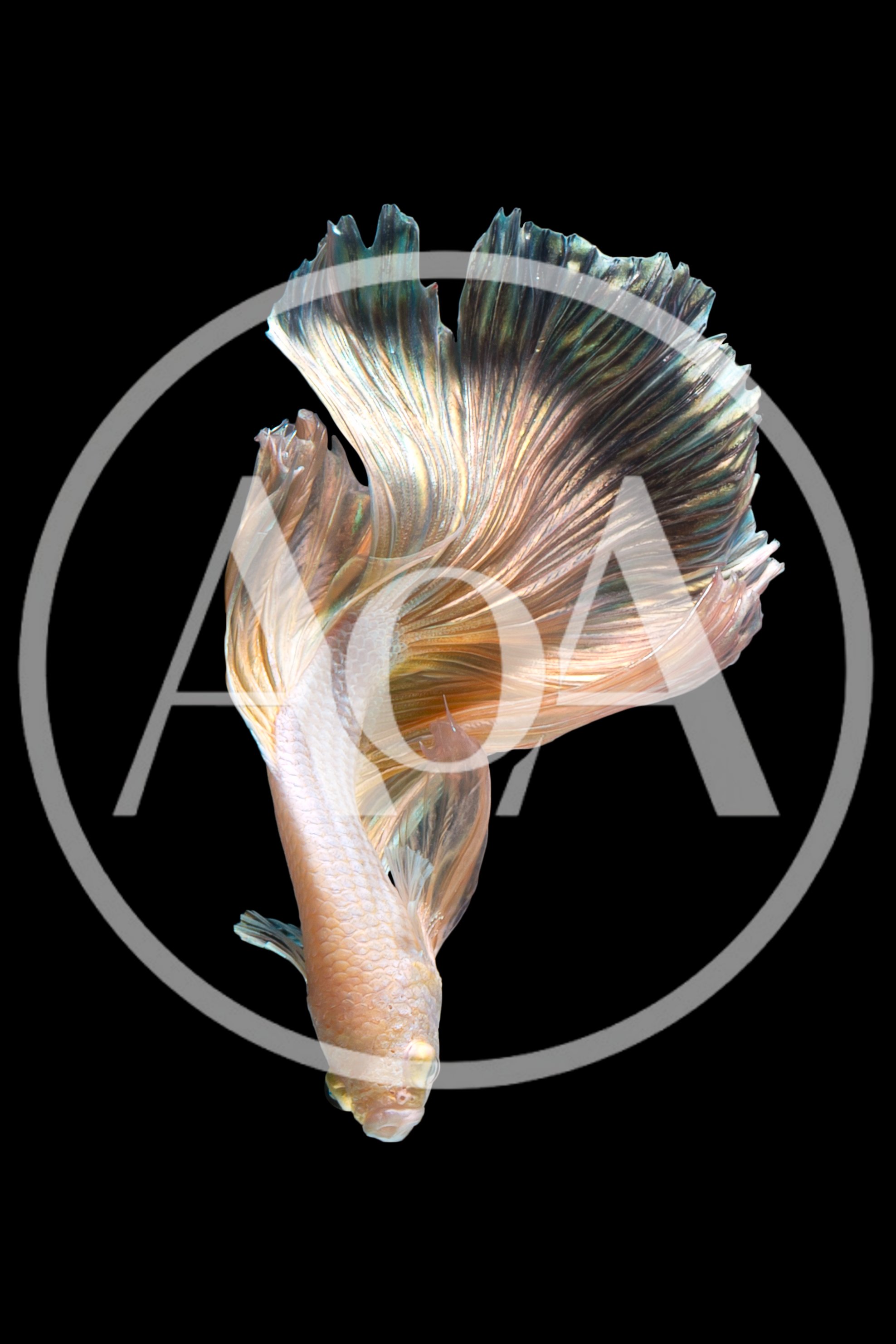 Golden Betta Fish Swimming Against Black Background