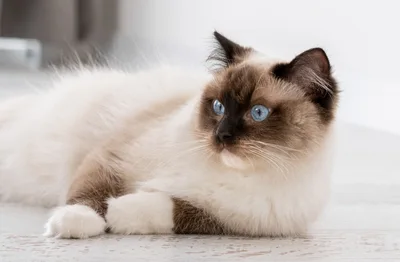 Beautiful Ragdoll Cat Resting On A Light Floor