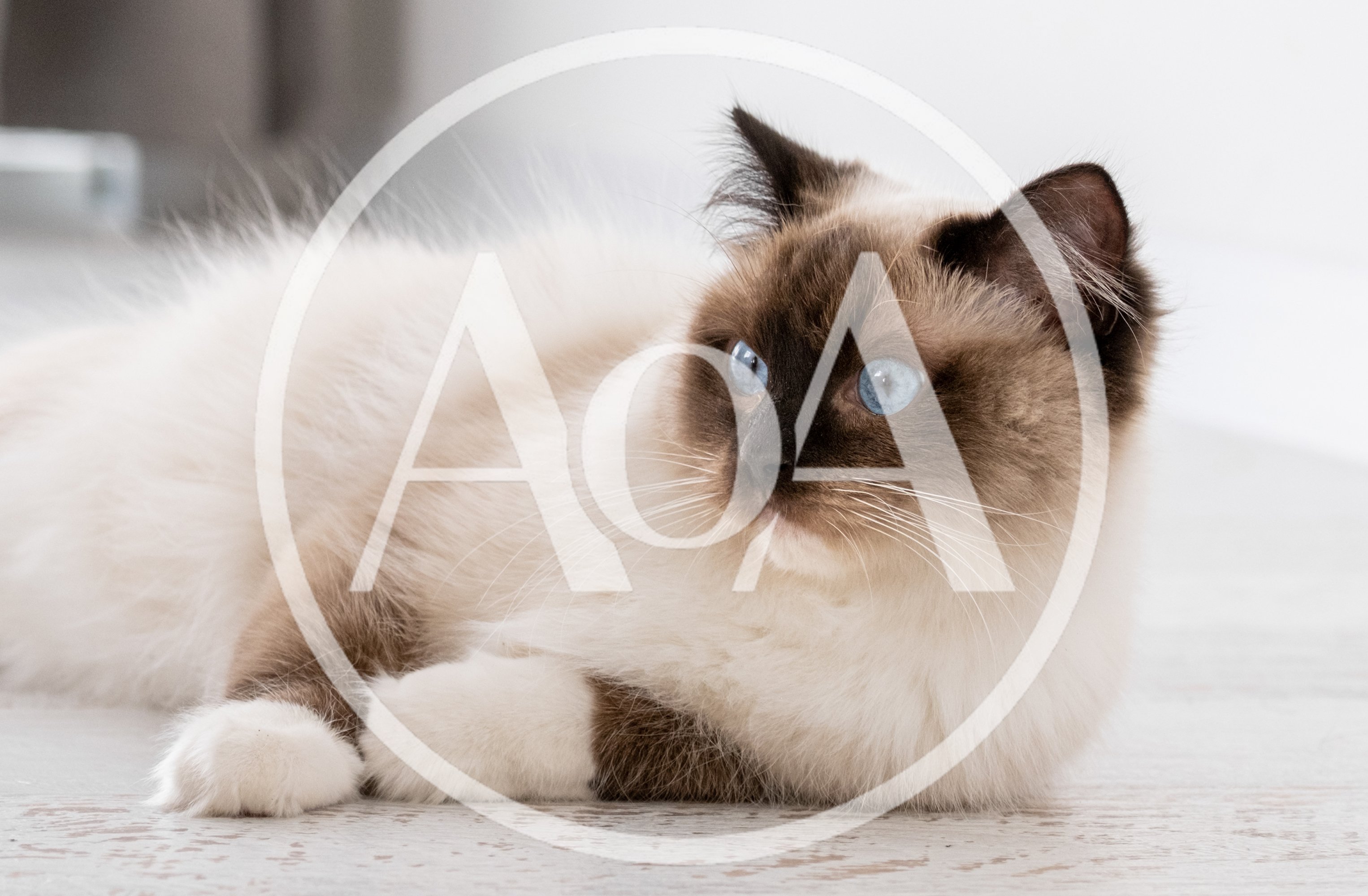 Beautiful Ragdoll Cat Resting On A Light Floor