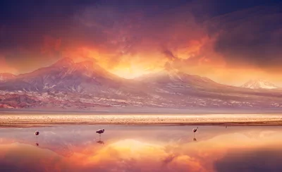 Flamingos Standing In A Salt Lake At Sunset