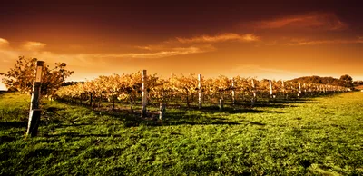 Golden Vineyard Rows Under A Warm Sunset Sky