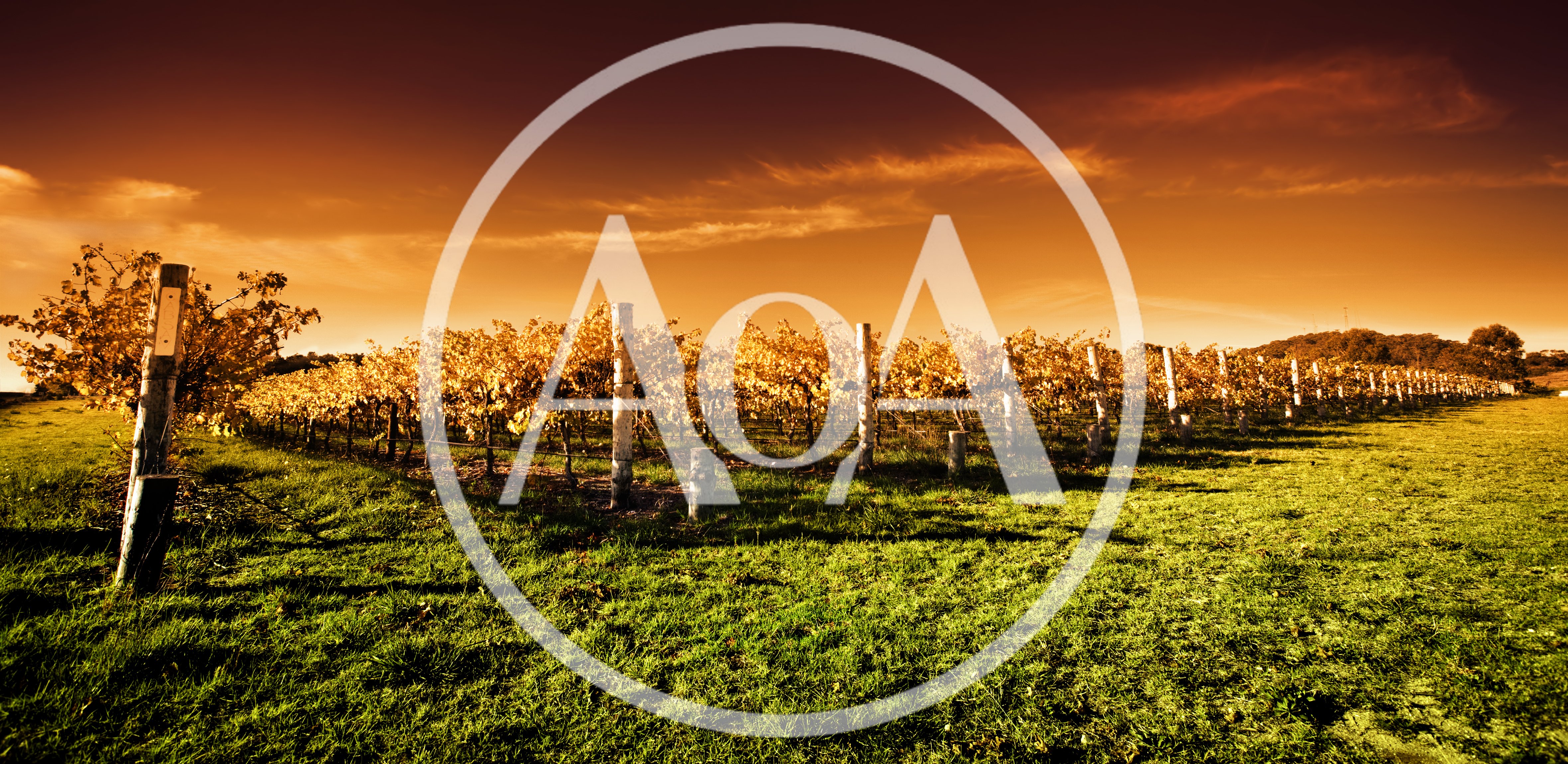 Golden Vineyard Rows Under A Warm Sunset Sky