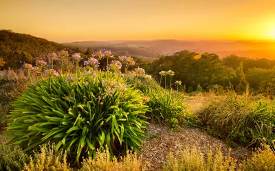 Agapanthus Flowers Overlooking A Golden Sunset Valley