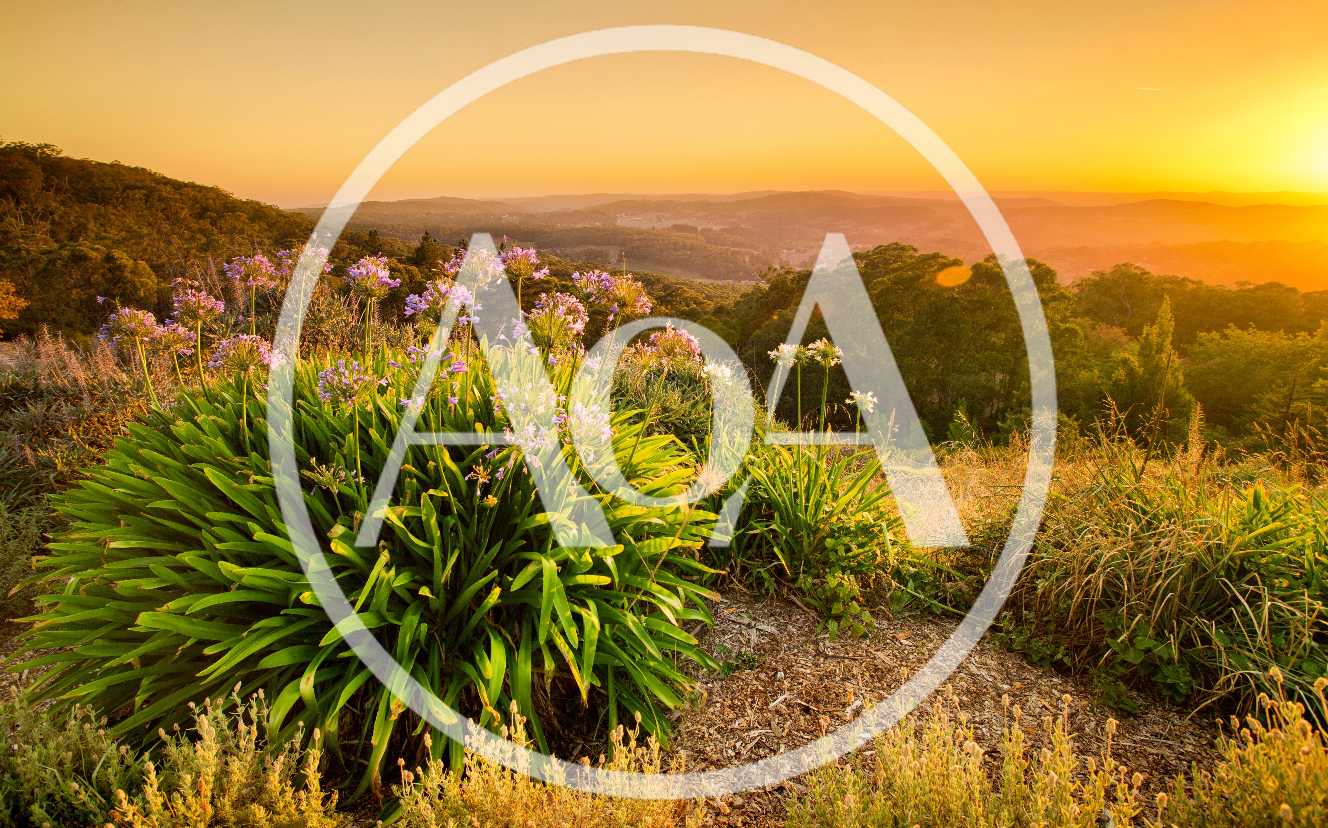 Agapanthus Flowers Overlooking A Golden Sunset Valley