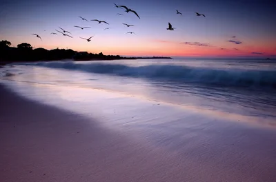 Flock Of Seagulls Flying Over A Serene Beach Sunset