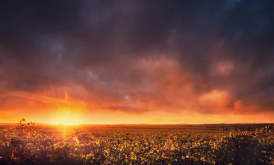 Golden Sunset Over A Vineyard Landscape