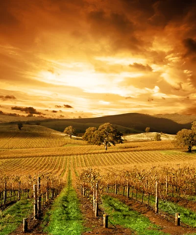 Golden Vineyard Landscape at Sunset