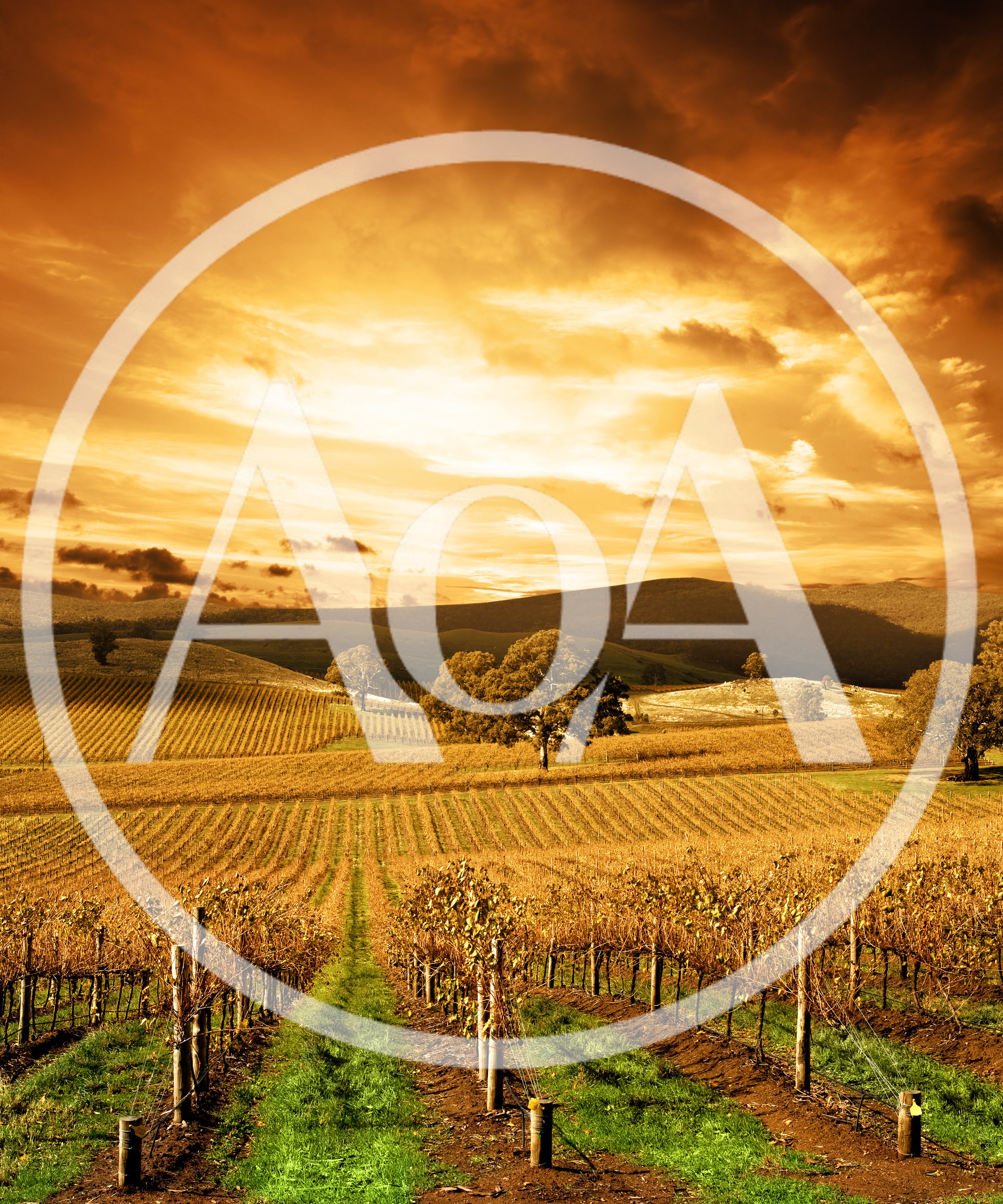 Golden Vineyard Landscape at Sunset
