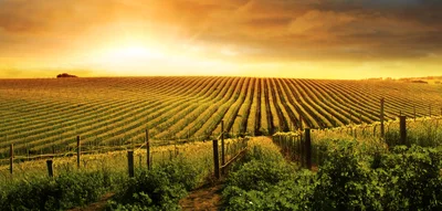 Golden Hour Vineyard Rows Under A Sunset Sky