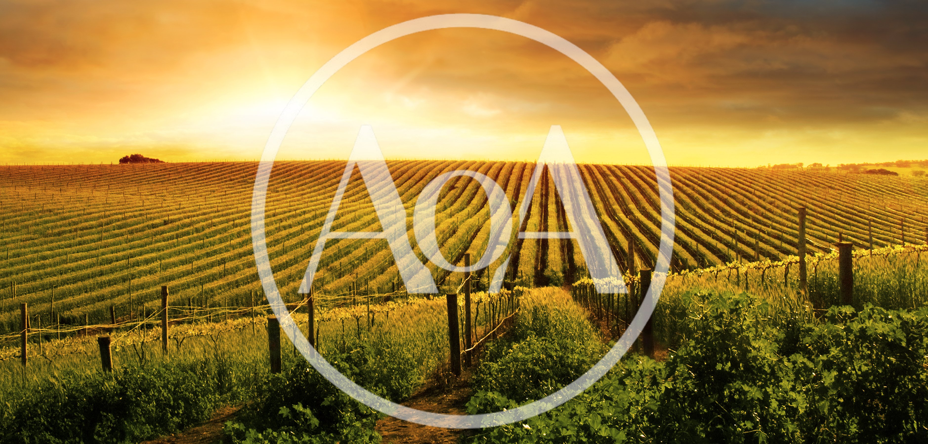 Golden Hour Vineyard Rows Under A Sunset Sky