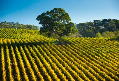 Aerial View Of A Vineyard With A Lone Tree