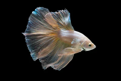 Betta Fish With Flowing Iridescent Fins