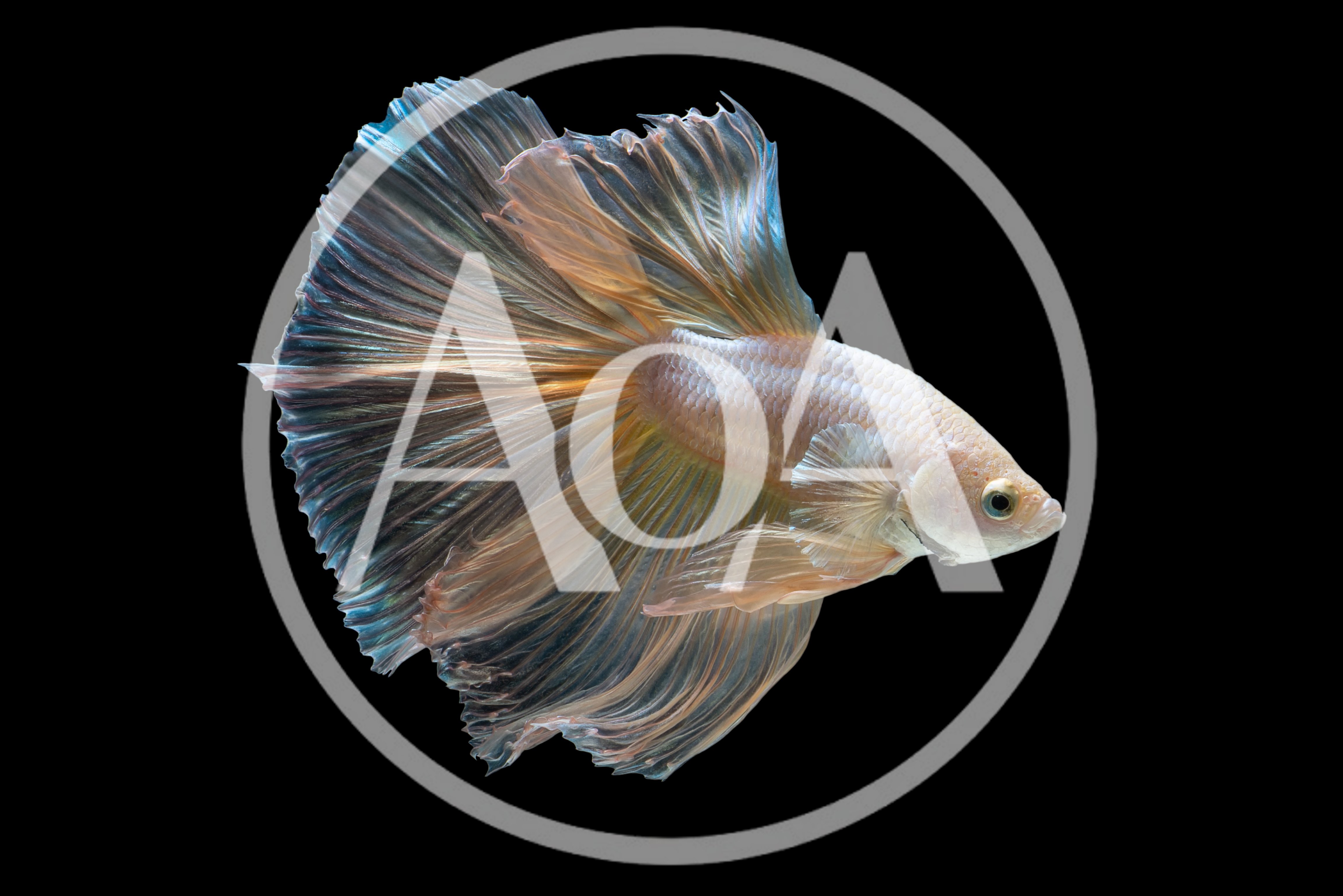 Betta Fish With Flowing Iridescent Fins