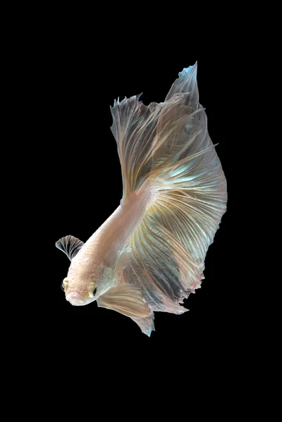 Elegant Halfmoon Betta Fish Swimming Against Black Background