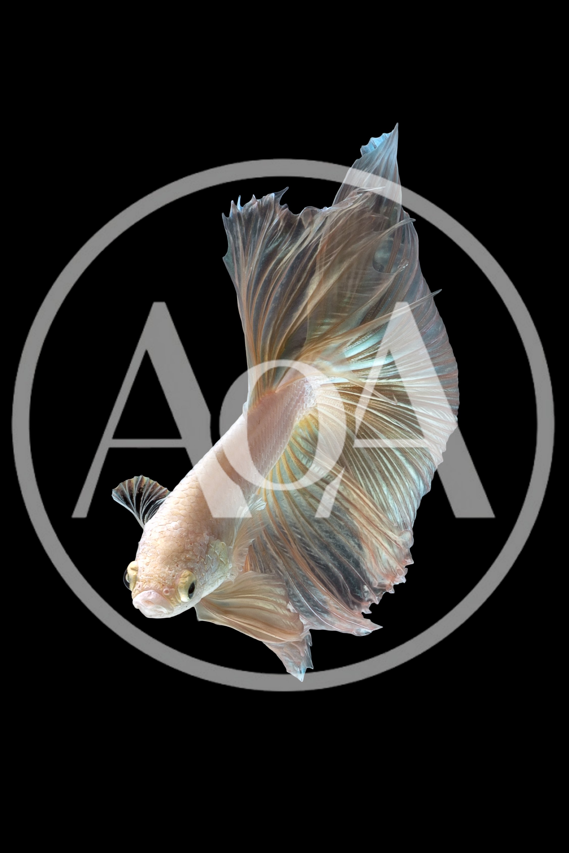 Elegant Halfmoon Betta Fish Swimming Against Black Background