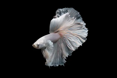 White Halfmoon Betta Fish Swimming